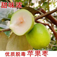苹果枣树大白灵枣树活苗北南方大枣超甜特大庭院冬枣地栽果树果苗