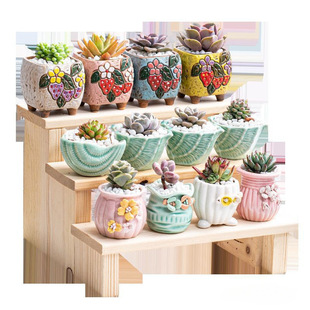 Succulent Plants with Pots, Kindergarten Flowers, Novice Succulent Combinations, Small Potted Plants with Pots and Soil Factory Wholesale