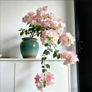 ��Ʒ���z����÷���������ļ��_���̨ͥԺ�������Ϙ�ֲ���ͺ�����