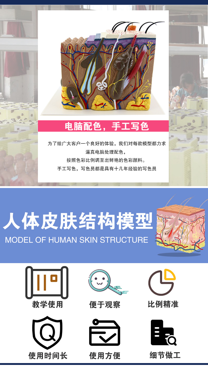 皮肤模型_04.jpg