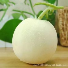 白沙蜜甜瓜种子薄皮甜香好吃的水果白甜瓜种子白香瓜种子