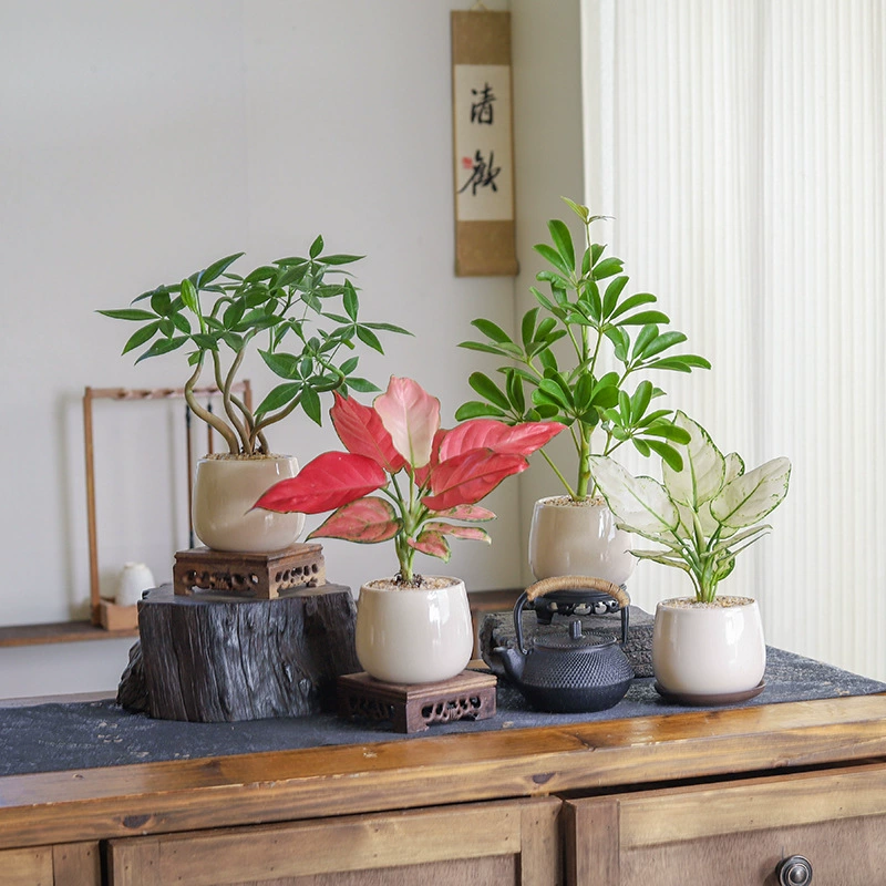 Растение в горшке «Денежное дерево», благоприятная красная домашняя гостиная, модное зеленое растение, удобное в уходе цветочное растение для офисного стола, вечнозеленое в любое время года.