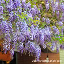 ���Q ���� ��ݮ õ������ �����m ���ȶ� �ʺ�յȷN��