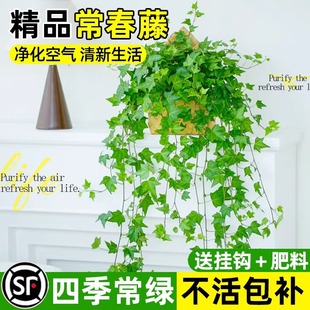 Ivy Potted Chlorophytum Climbing Plant Indoor Balcony Easy to Grow Hanging Green Plant Evergreen Formaldehyde-Absorbing Plant All Year Round