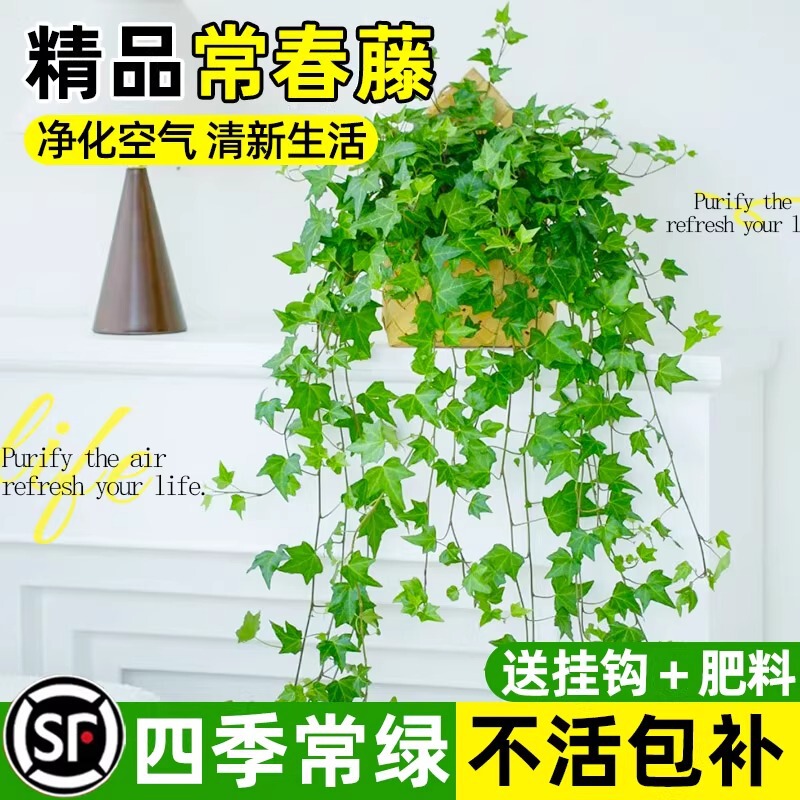Ivy Potted Chlorophytum Climbing Plant Indoor Balcony Easy to Grow Hanging Green Plant Evergreen Formaldehyde-Absorbing Plant All Year Round Ivy Potted Chlorophytum Climbing Plant Indoor Balcony Easy to Grow Hanging Green Plant Evergreen Formaldehyde-Absorbing Plant All Year Round