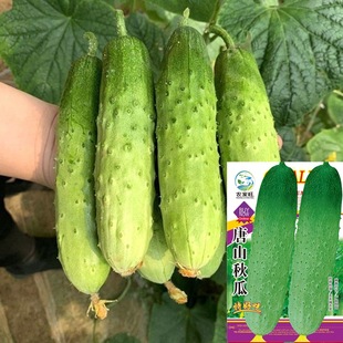 ��ɽ��ϷN���̨�������S���ļ����ļ��͸ߜغ��S�ϷN���߲˷N��