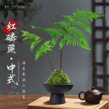 �t��ާ̦�\��ˮ��ֲ��һ�~ާ��҃��������ʽ�U���辰�^�~�Gֲ�o