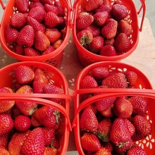 草莓篮樱桃蓝莓平底新料斤-斤装彩色采摘篮枇杷水果采摘篮子