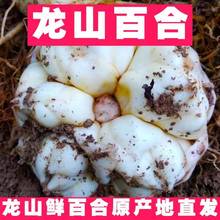 湖南龙山特产百合微苦药食同源新鲜现挖鲜百合非兰州农家自产
