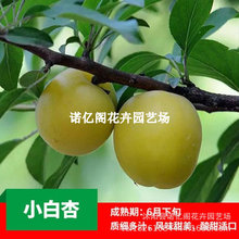 甜杏苗新疆小白杏树苗嫁接杏子树果苗盆栽庭院地栽南方北方种植