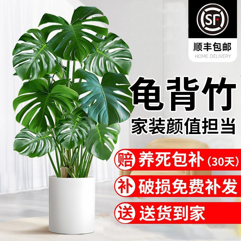 Monstera Living Room Large Potted Old Stump Plant Office Large Green Plant Indoor Bonsai Purifies Air and Absorbs Formaldehyde