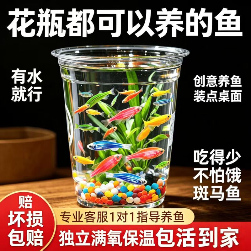 Colorful Zebra Fish That Don'T Require Oxygen, Easy-To-Care-For Tropical Fish for Beginners