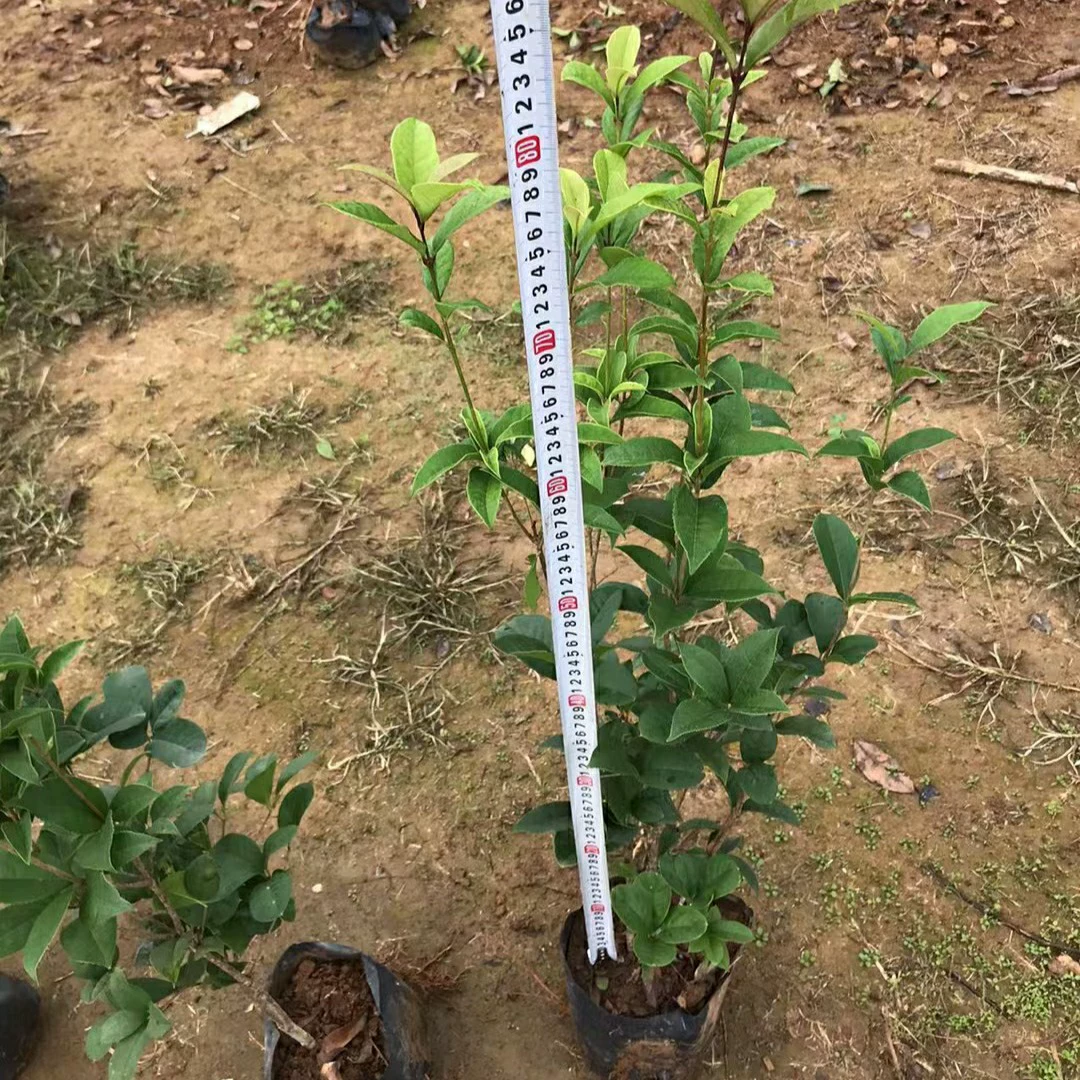 2303 база поставляет четыре четверти саженцев Gui Bag 50-80cm