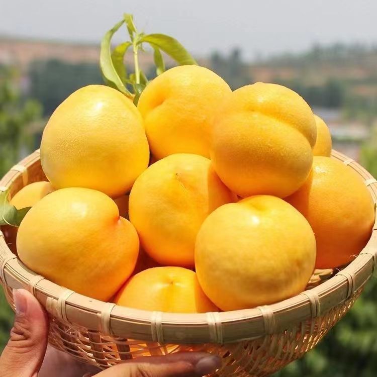 Freshly Picked Shandong Mengyin Pure Sweet Golden Nectarine Yellow-Fleshed Peach Large Fruit Fresh Fruit Hairless Yellow Peach One-Piece Delivery Freshly Picked Shandong Mengyin Pure Sweet Golden Nectarine Yellow-Fleshed Peach Large Fruit Fresh Fruit Hairless Yellow Peach One-Piece Delivery