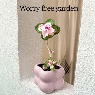 Splendid peony succulent potted plant modeling old pile green plant office indoor desktop balcony good for gift-giving flowers