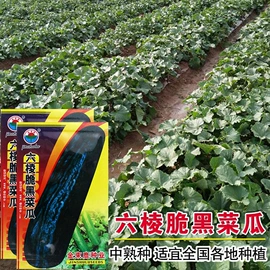 蔬菜种子;其他农业