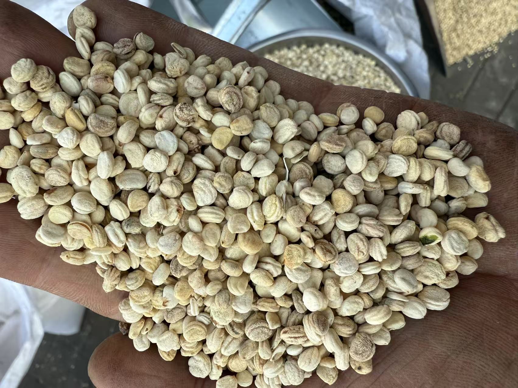Dried Ginseng Seeds Large Plump White Ren Shen Zi 250g for Cooking and Herbal Soups key features