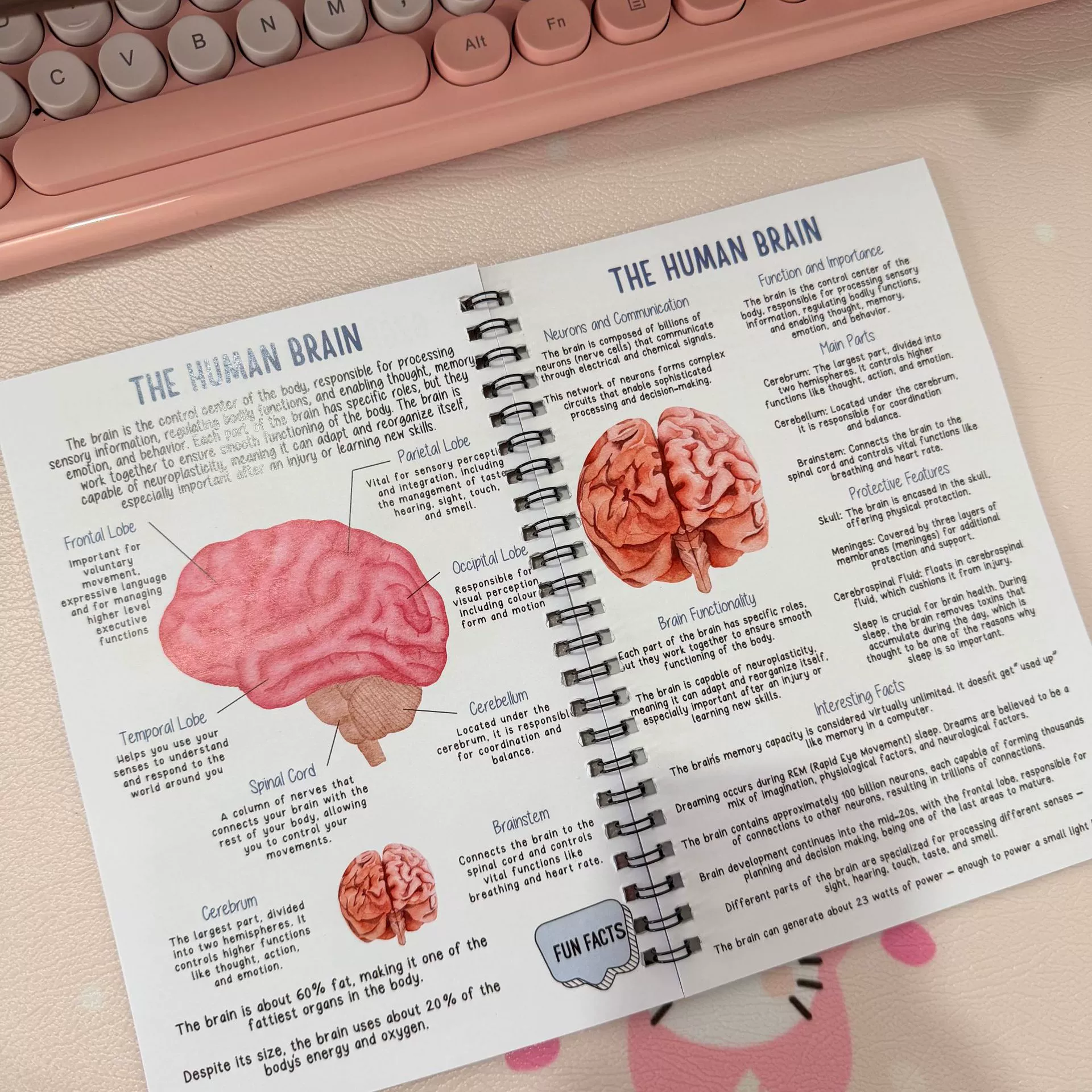 Physiological copybook for students, teaching skeleton, anatomy, human body structure, muscular organs