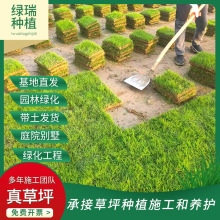 基地批发四季青草坪小区园林公园工程绿化草坪草皮泥培百慕大草坪
