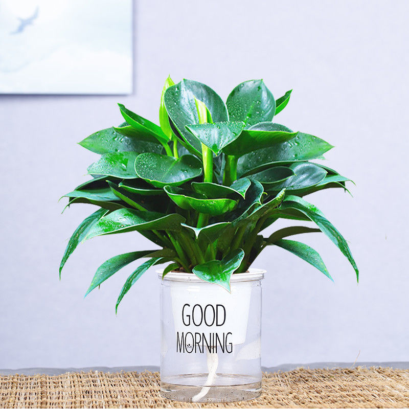 [주인 추천] 25-30cm 황금 다이아몬드 3개(굿모닝 냄비) + 영양액 2개