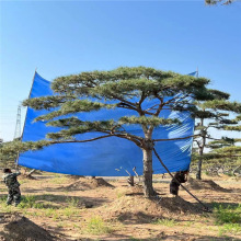 景松 造型松树山东2米3米5米高松树造型风景松树价格地栽盆栽