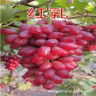 �t�����ј��� �����R˹���� ꖹ�õ��������Ʒ�N�������ϱ����Nֲ