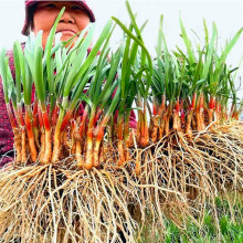 四季韭菜根苗紫根大叶宽叶红根阳台蔬菜苗菜籽种子秧苗花园种植