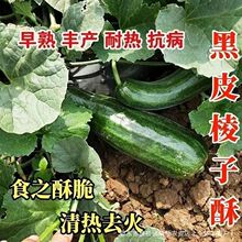 ��Ƥ�ֹ����������ִ��Ĳ˹����Ѵ��ﲥ��ֲ�߲�����ѿ��˸߲�