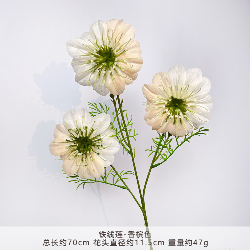 CC-铁线莲-香槟