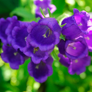 Newly Harvested Bellflower Seeds, Bellflower Seeds, Perennial Flower Seeds, Outdoor Greening, Indoor Potted Seeds