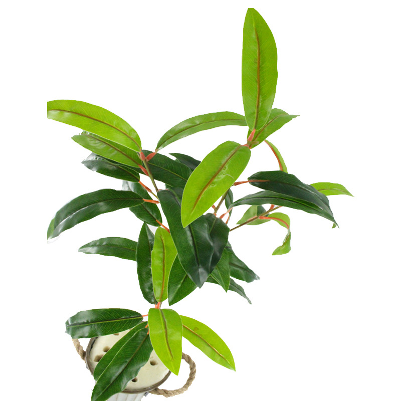 XRB-191 古枝芒果叶32叶0.8米5.jpg