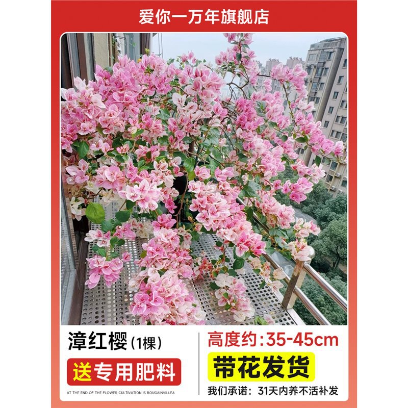 [최근 인기상품] 부겐빌레아 : 장홍잉큰모종 [꽃과 함께 배송] + 비료