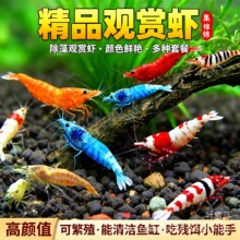观赏虾淡水活体宠物草缸黑米水晶虾樱花极火米虾大和除藻工具虾