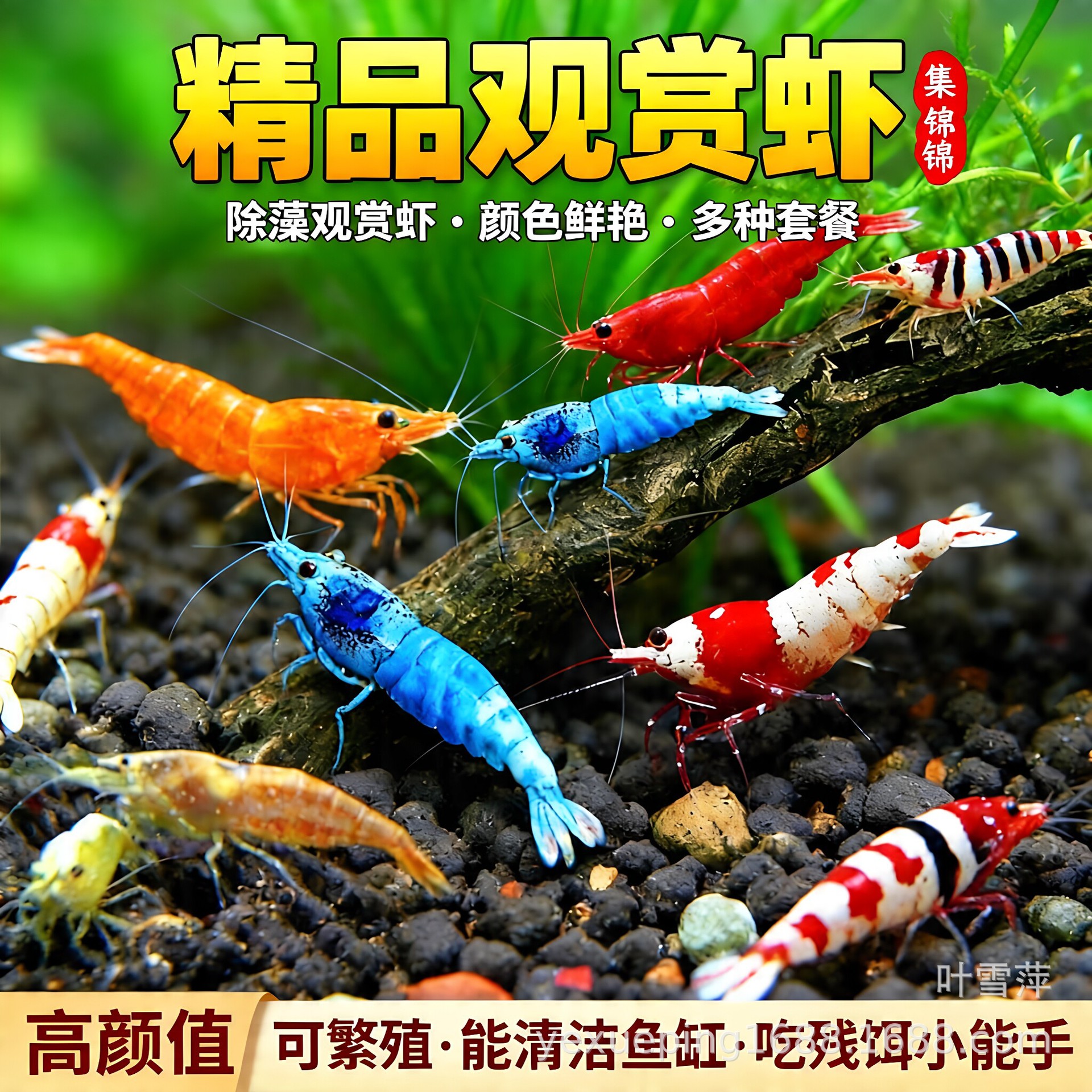 观赏虾淡水活体宠物草缸黑米水晶虾樱花极火米虾大和除藻工具虾