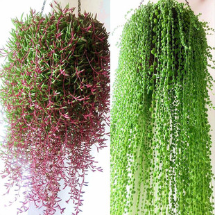 fleshy plant lover tears hanging orchid potted hanging purple xuanyue hanging orchid big purple xuanyue fleshy beads fleshy