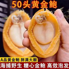 无盐淡干特大鲍鱼干海鲜干货煲汤特级干鲍鱼煲汤佛跳墙滋补包鱼