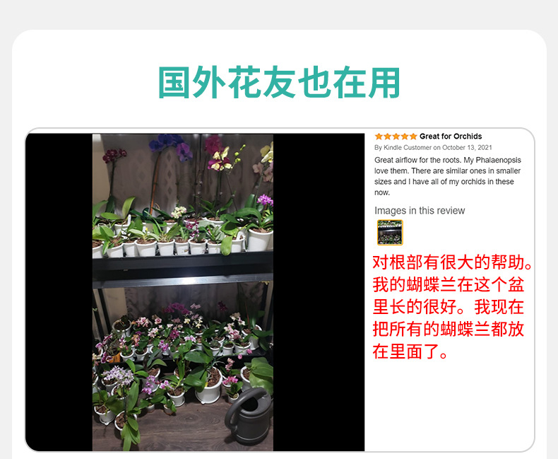 蝴蝶蘭200盆_10
