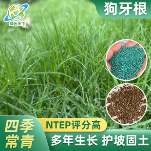 Dog Tooth Root Sichuan Wholesale Taiwan No. 2 Community Uses Cogongrass Bermuda Manila Tall Fescue Seeds