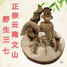 【包邮】【野生三七】云南文山野生三七头田七头春三七整枝全