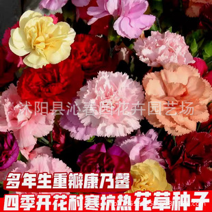 Carnation Flower Seeds Large Flower Double Petals All Year Round Indoor Garden Flower Seeds Heat-Resistant Green Plant Florals Carnation Seeds