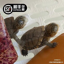 侧仰泳鱼缸猪面深水笑活物粪便乌龟红R2颈龟活体龟苗蛋吃西非沼泽