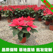 一品红盆栽基地批发现货山东青州花卉基地绿化色带一品红苗