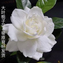 栀子花盆栽大叶重瓣牡丹栀子花四季开花栀子花苗 浓香型带花苞