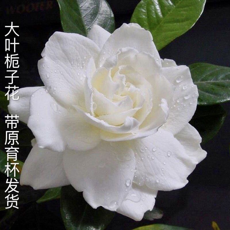栀子花盆栽大叶重瓣牡丹栀子花四季开花栀子花苗 浓香型带花苞
