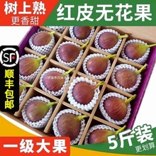 ��S ���r�tƤ�o����5���ЋDˮ�������������tƤ�r�����������