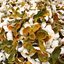 ��2021��a�^��tƤ����  �Օ���Ƥ 8���Դ�^���S��