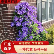 FH�P�F��ɏ�������ٻ���ֲ���ذ���ٱ�����ͥԺ�����o���ļ���