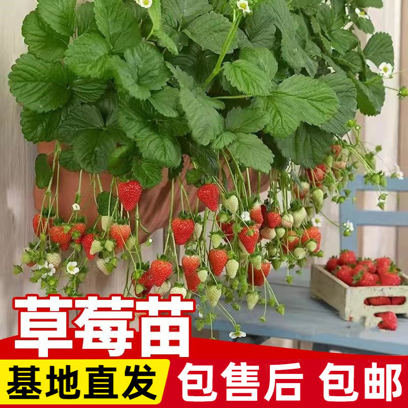 苗四季盆栽食用阳台奶油果树果苗种植苗南方当年结果