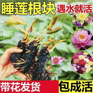 Water Lily Hydroponic Plant Blooms in All Seasons, Fish Tank, Pond, Lotus Potted Water Culture Root Block with Buds, Large Bowl Lotus Seeds