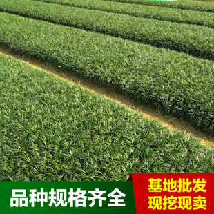 Seedling Industry with Yulong Grass Base, Step Grass, Low Ophiopogon, Japanese-Style Garden Ground Cover, Grass Cover Wholesale